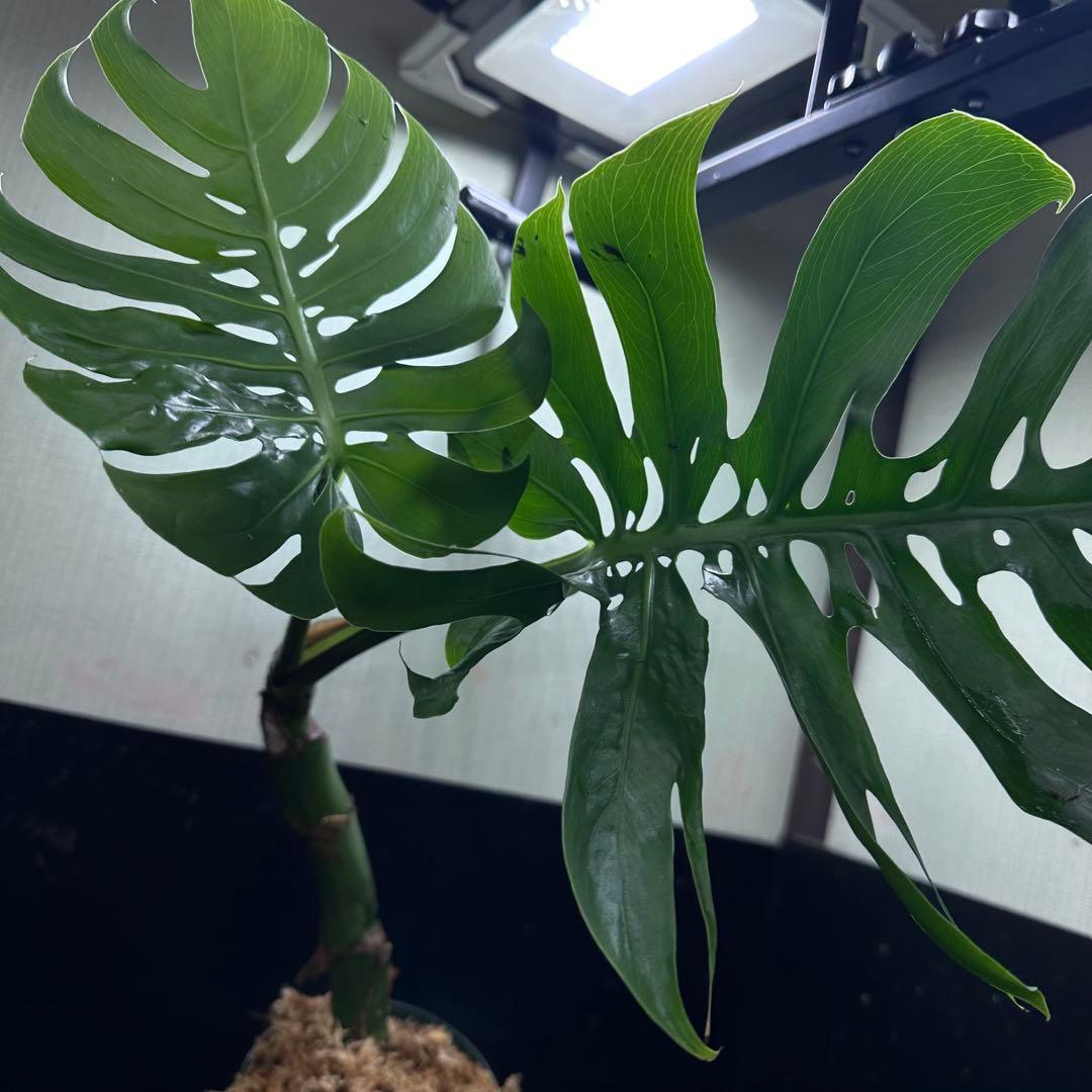 ご*ん様 モンステラデリシオーサマクロコズム超希少系統鉢植え58㎝