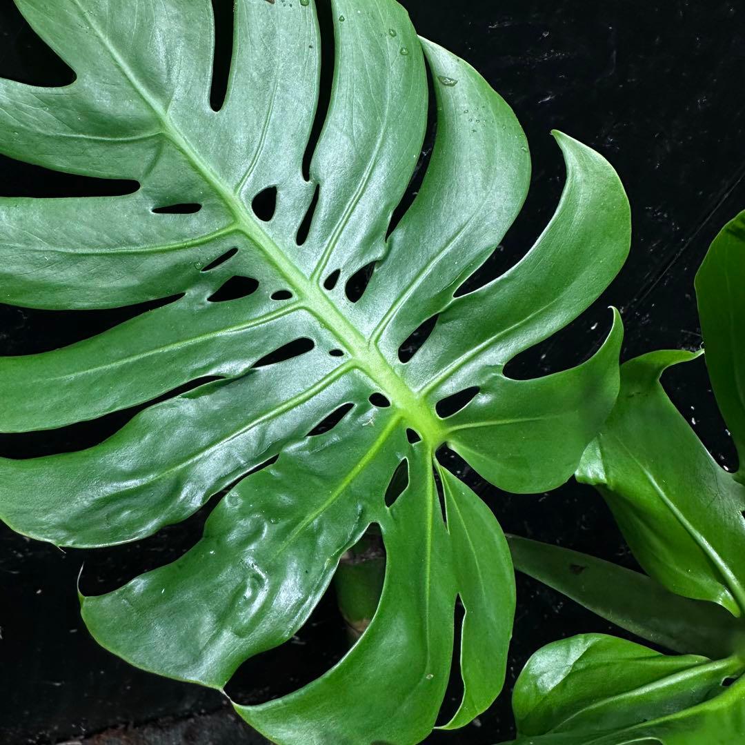 ご*ん様 モンステラデリシオーサマクロコズム超希少系統鉢植え58㎝