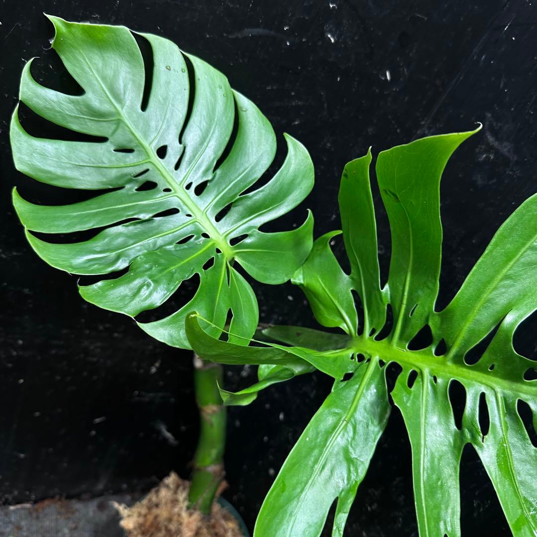 ご*ん様 モンステラデリシオーサマクロコズム超希少系統鉢植え58㎝