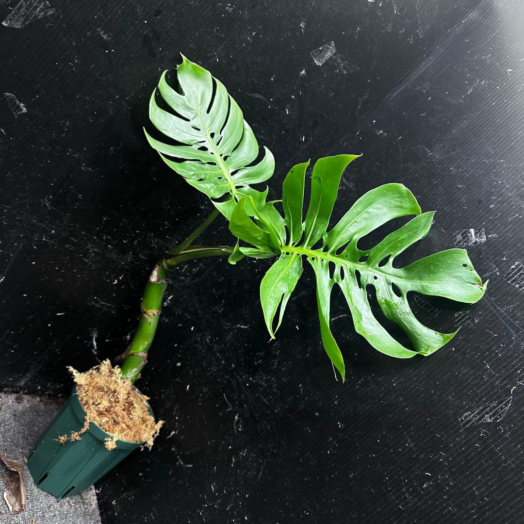 ご*ん様 モンステラデリシオーサマクロコズム超希少系統鉢植え58㎝