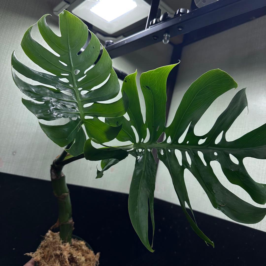 ご*ん様 モンステラデリシオーサマクロコズム超希少系統鉢植え58㎝