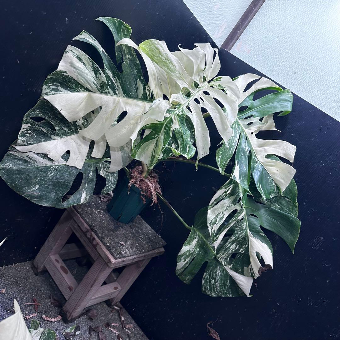 Y*様 斑入りモンステラ ホワイトタイガー極美大株61cm白斑多