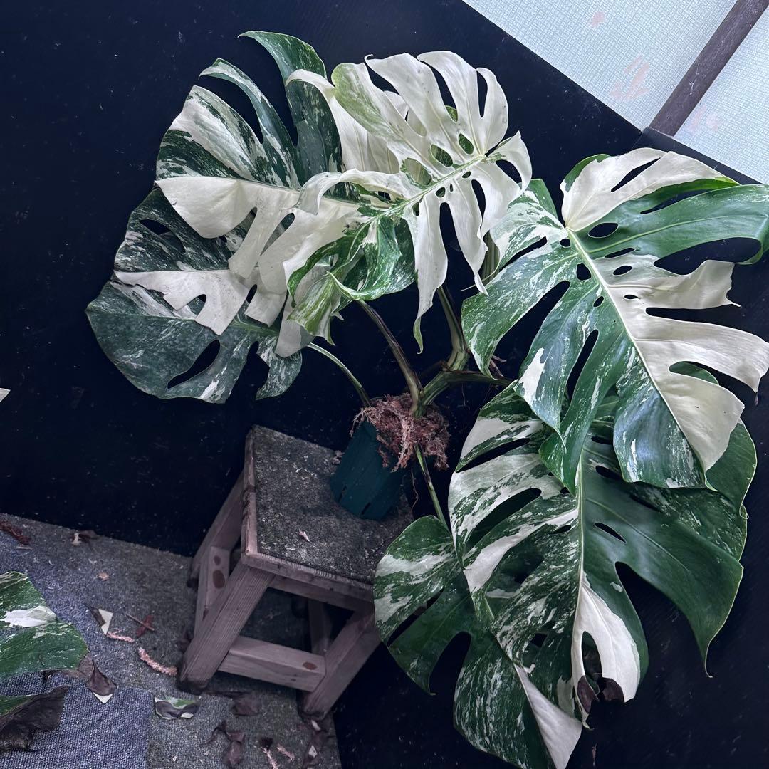Y*様 斑入りモンステラ ホワイトタイガー極美大株61cm白斑多