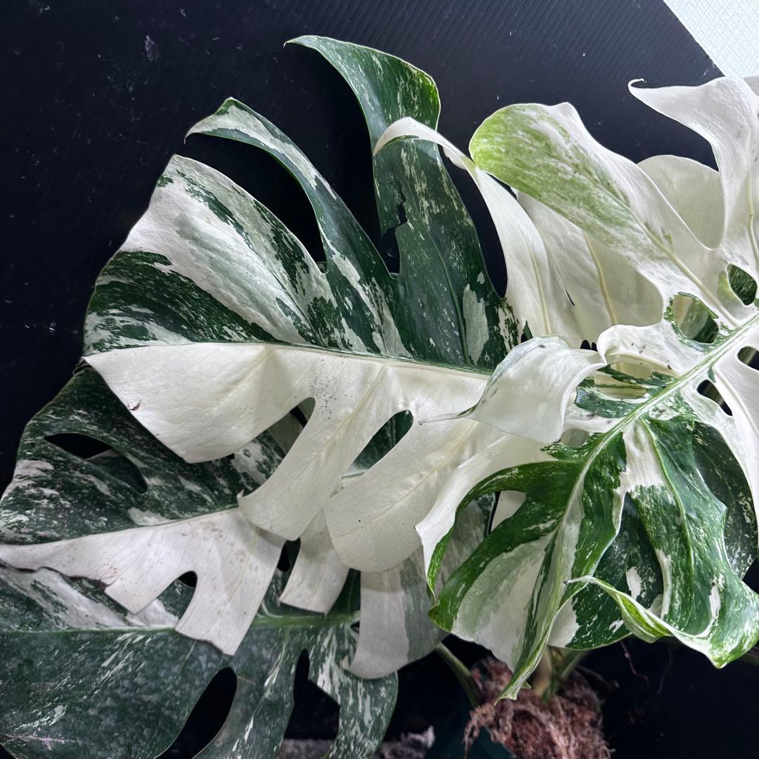 Y*様 斑入りモンステラ ホワイトタイガー極美大株61cm白斑多