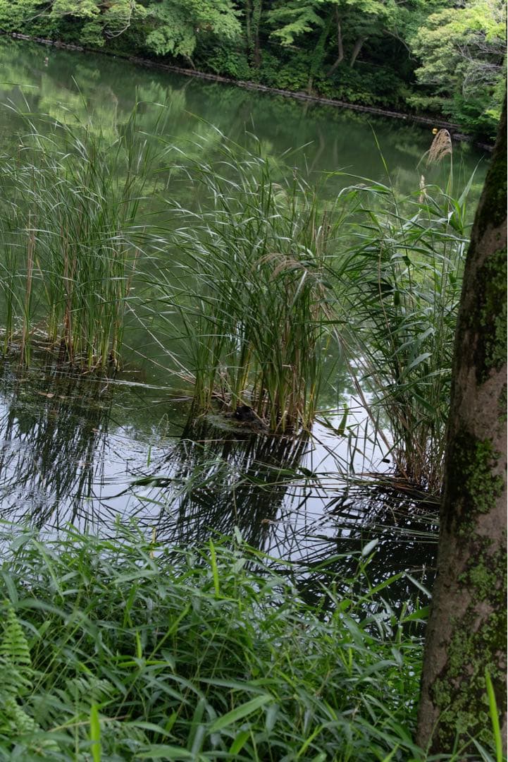 PENTAX K-3 mark III 20-40 Limitedレンズキット