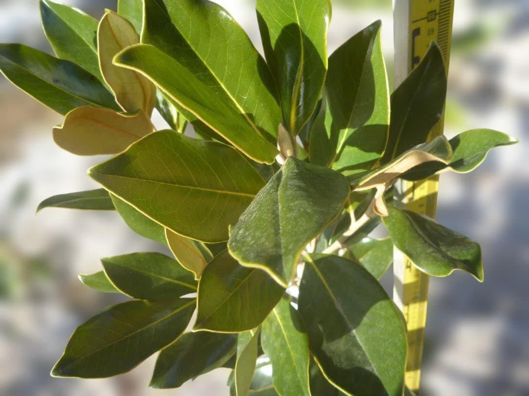 たける タイサンボク　リトルジェム