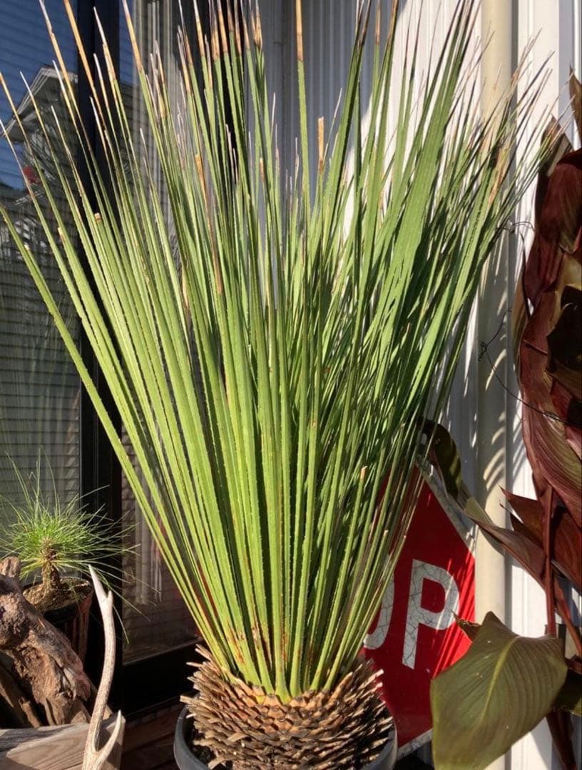 極耐寒性ダシリリオン　ミキワネンシス大株◇ドライガーデン多肉サボテン島アガベ南国