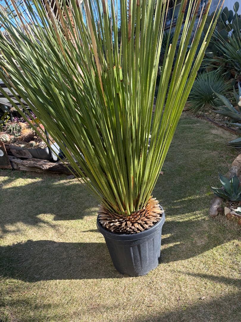 極耐寒性ダシリリオン　ミキワネンシス大株◇ドライガーデン多肉サボテン島アガベ南国