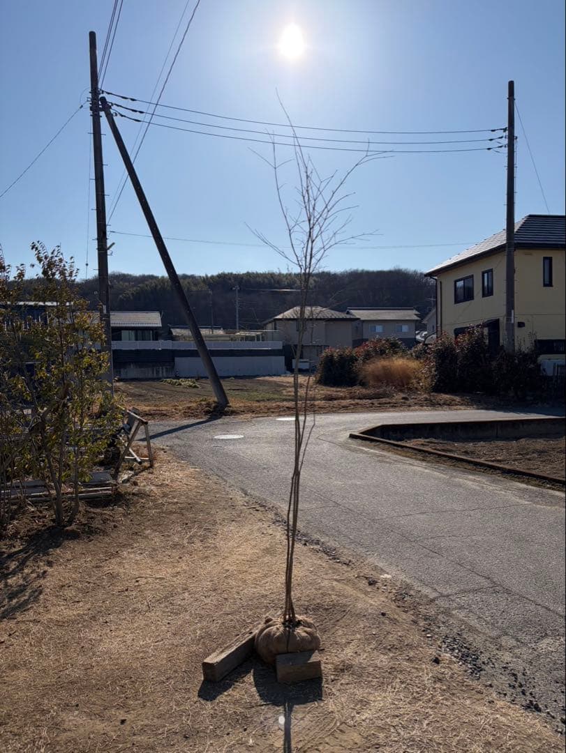 山採り コハウチワカエデ 自然樹形
