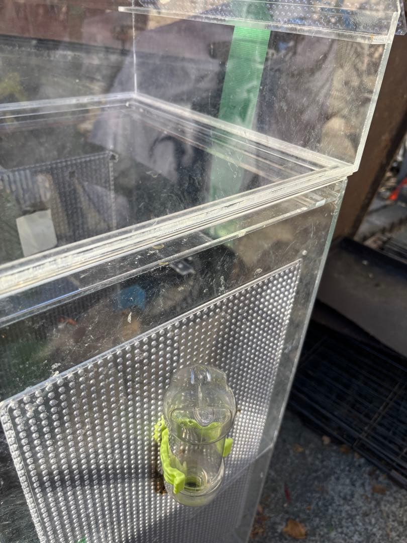 大型フクロモモンガケース