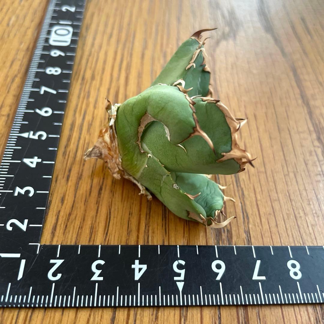 【REZA産】イラン株　選抜　アガベ　アングリーハート　ANGRY HEART