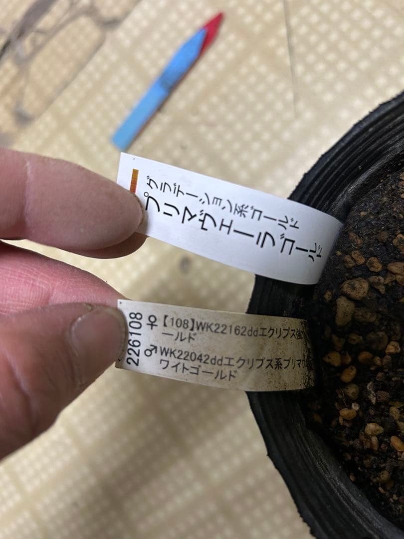 加藤農園 プリマヴェーラゴールド クリスマスローズ同梱可能