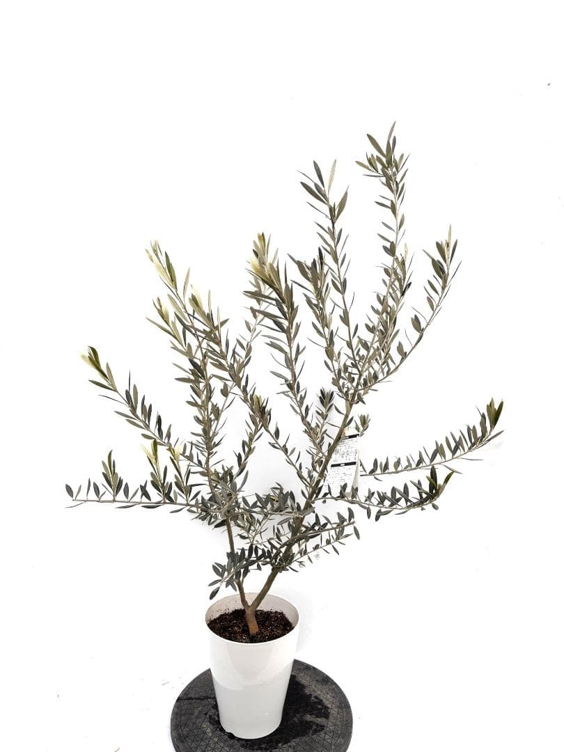 オリーブの木　バロウニ　7号　約130cm　K-307　希少品種　現品掲載