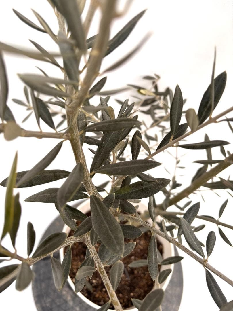 オリーブの木　バロウニ　7号　約130cm　K-307　希少品種　現品掲載