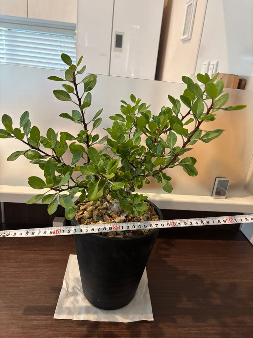 フォークイエリア　ファシクラータ　実生　良形