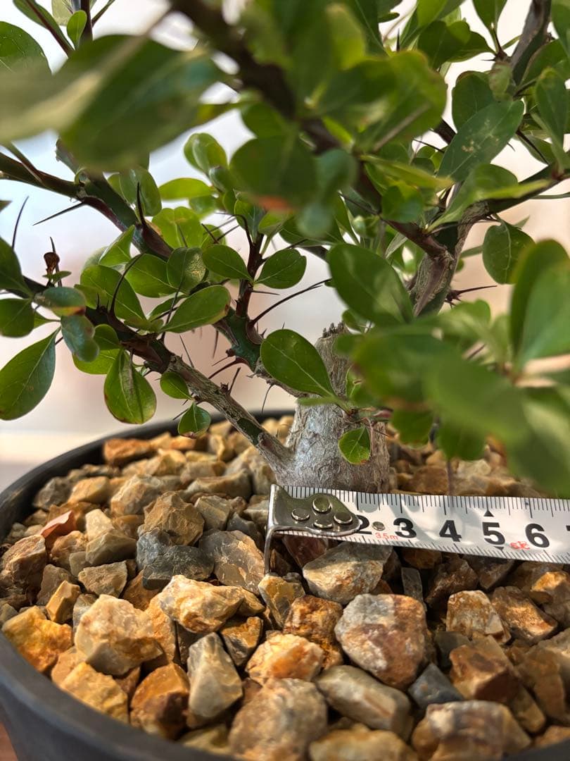 フォークイエリア　ファシクラータ　実生　良形