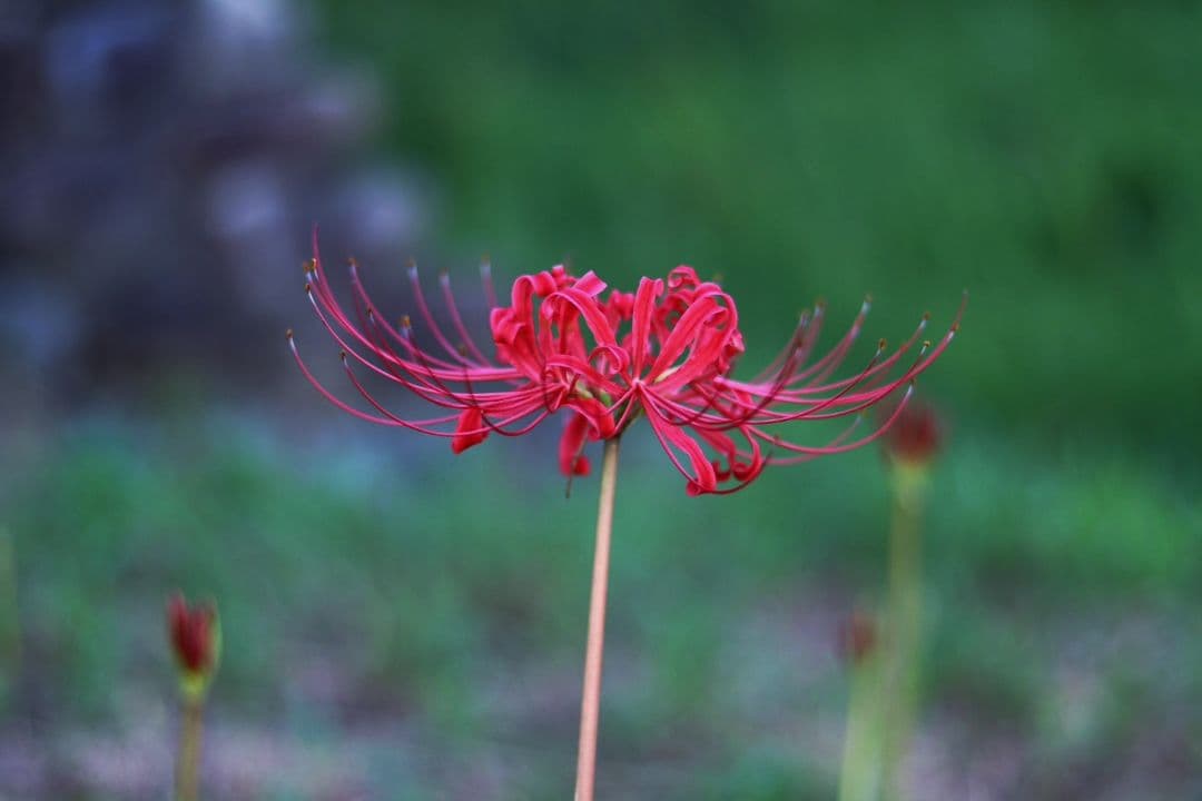 は*ん様 Canon EOS 80D デジタル一眼レフカメラ まとめ売り