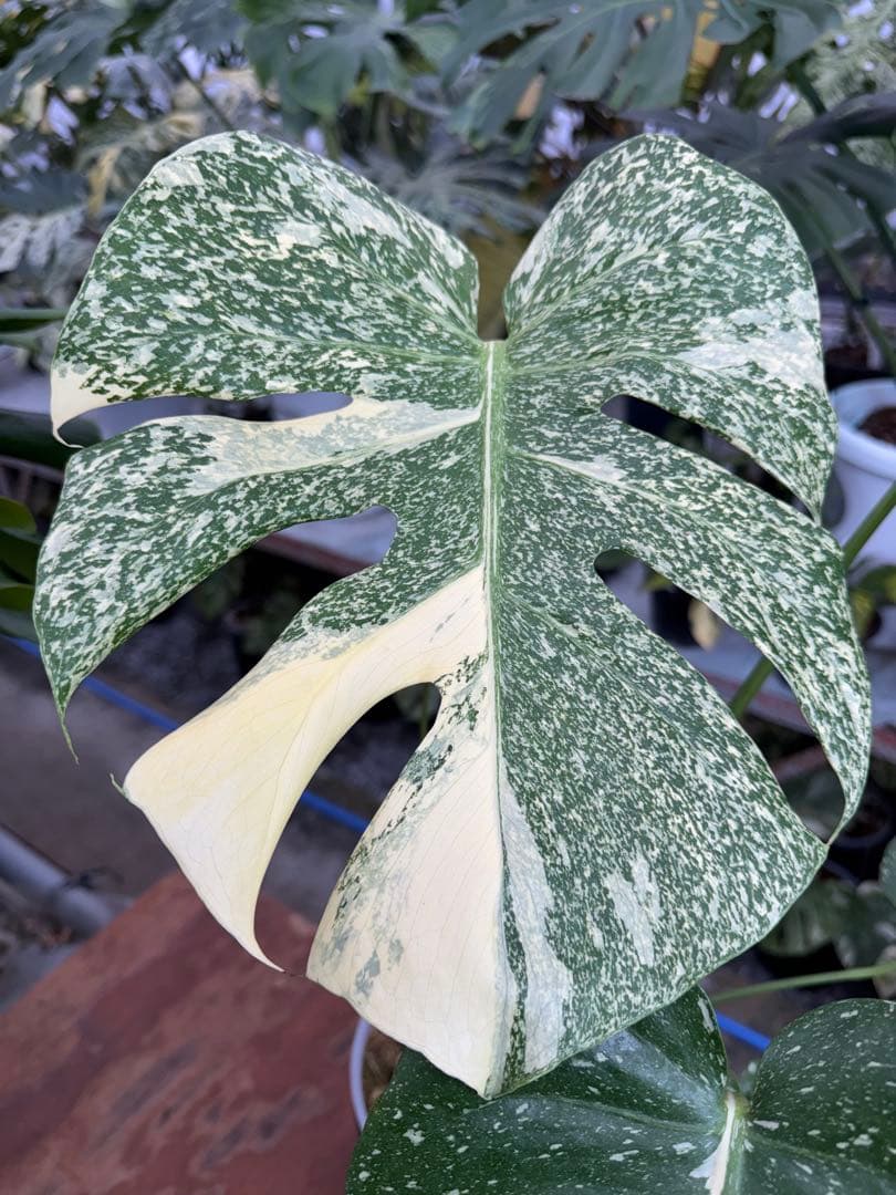 k*u様 1モンステラ　タイコンステレーション　スターライト