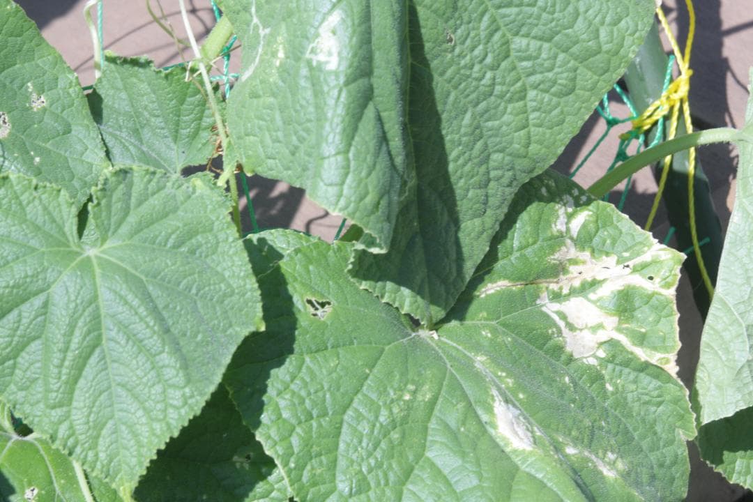 レンズ(単焦点) FUJI PHOTO EBC FUJINON-SF 85mm F4 M42