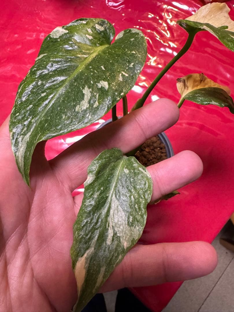 希少斑入り本物　モンステラ　デリシオーサ グリーンオングリーン　ミューテーション