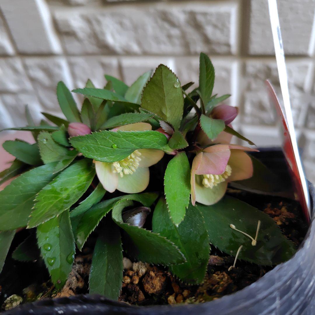 専用【開花株】横山園芸クリスマスローズ　ベビードール　札付き