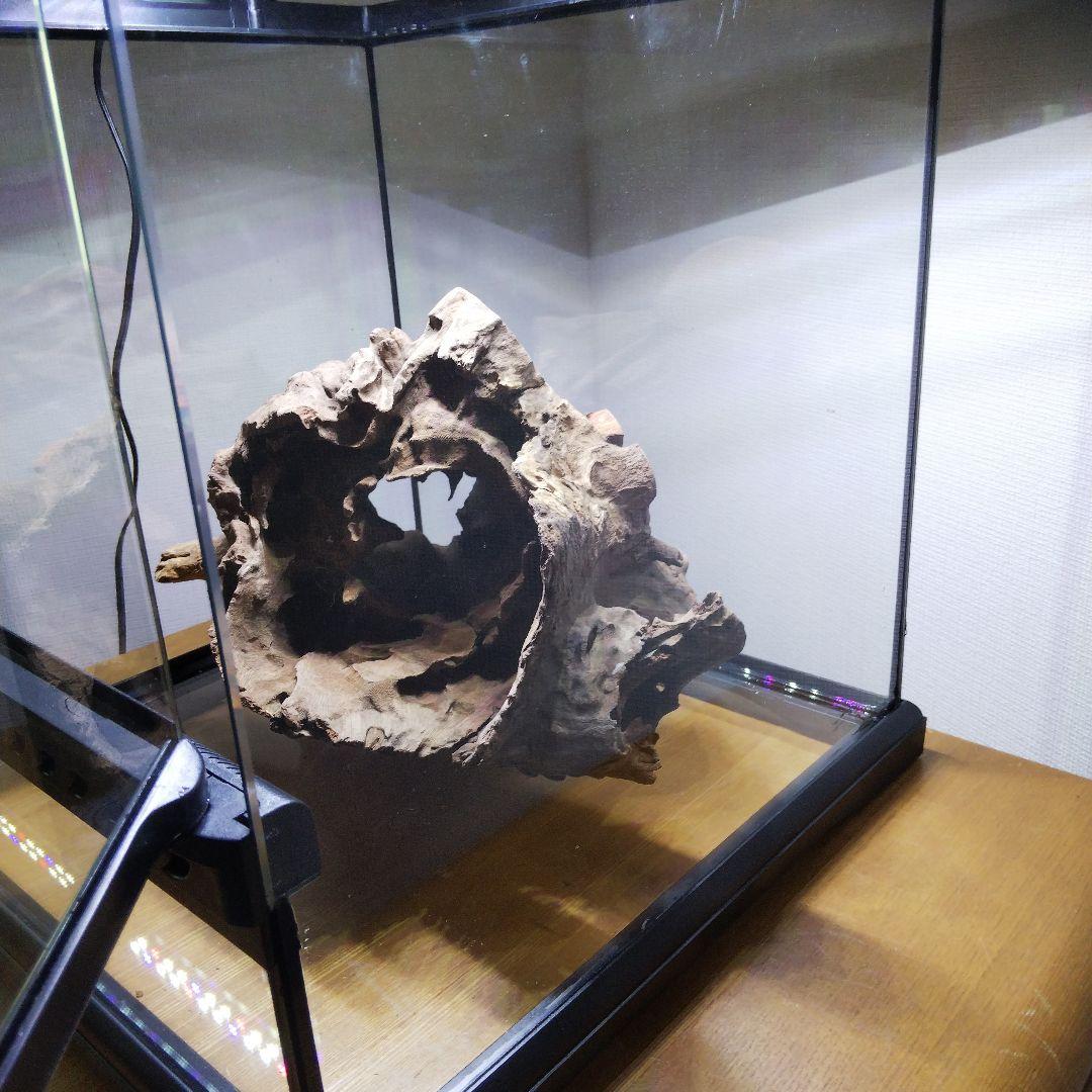 フトアゴヒゲトカゲ飼育　爬虫類飼育ケージ