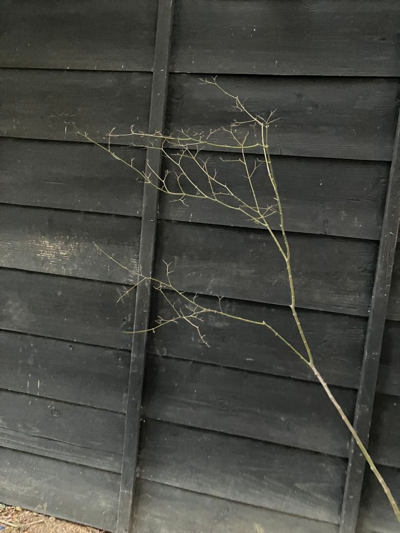 60 山採り　ヤマモミジ