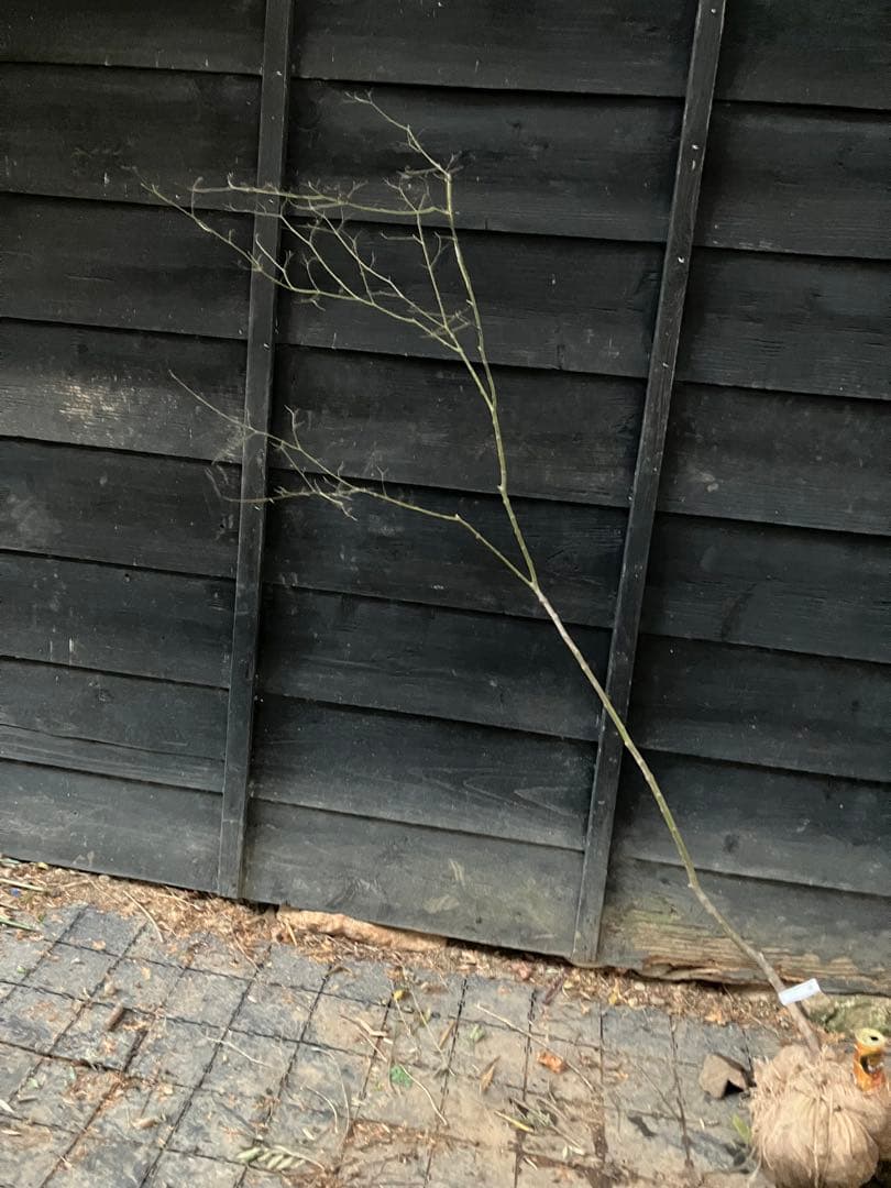 60 山採り　ヤマモミジ