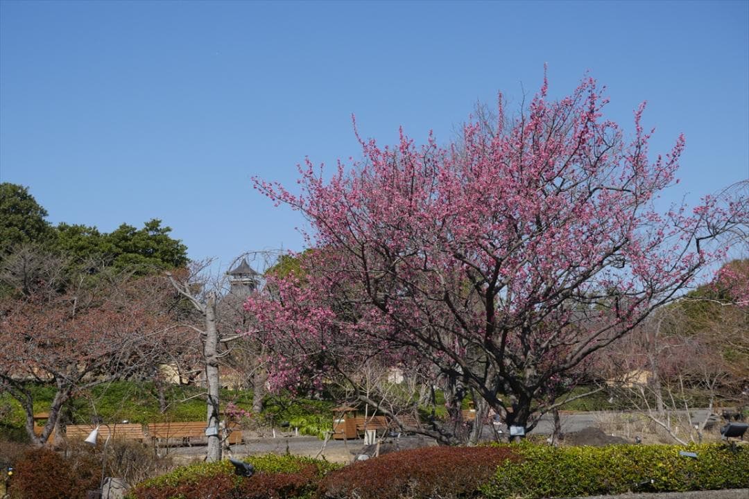 Panasonic LUMIX GX8 DMC-GX8-K ボディ