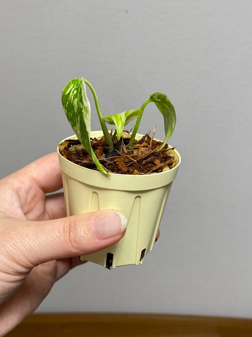 M*0様 ②【超希少‼️】モンステラ　エレクトロライト　斑入り　レア　人気　メル