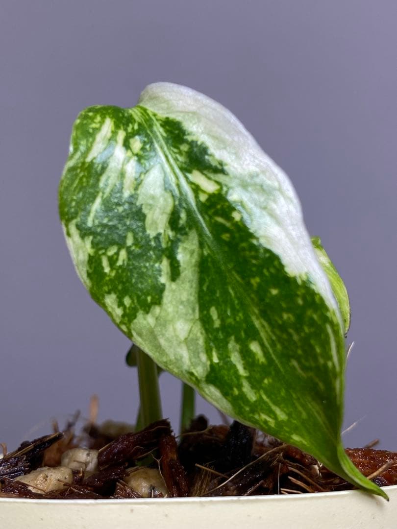 M*0様 ②【超希少‼️】モンステラ　エレクトロライト　斑入り　レア　人気　メル