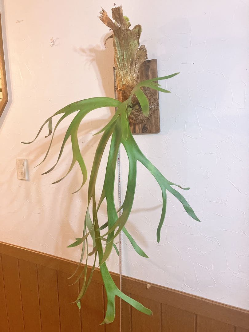 美形ビカクシダ　ウィリンキーwild\"east java\" コウモリラン