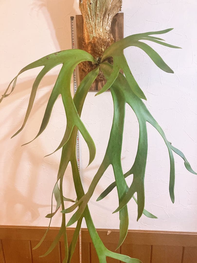 美形ビカクシダ　ウィリンキーwild\"east java\" コウモリラン