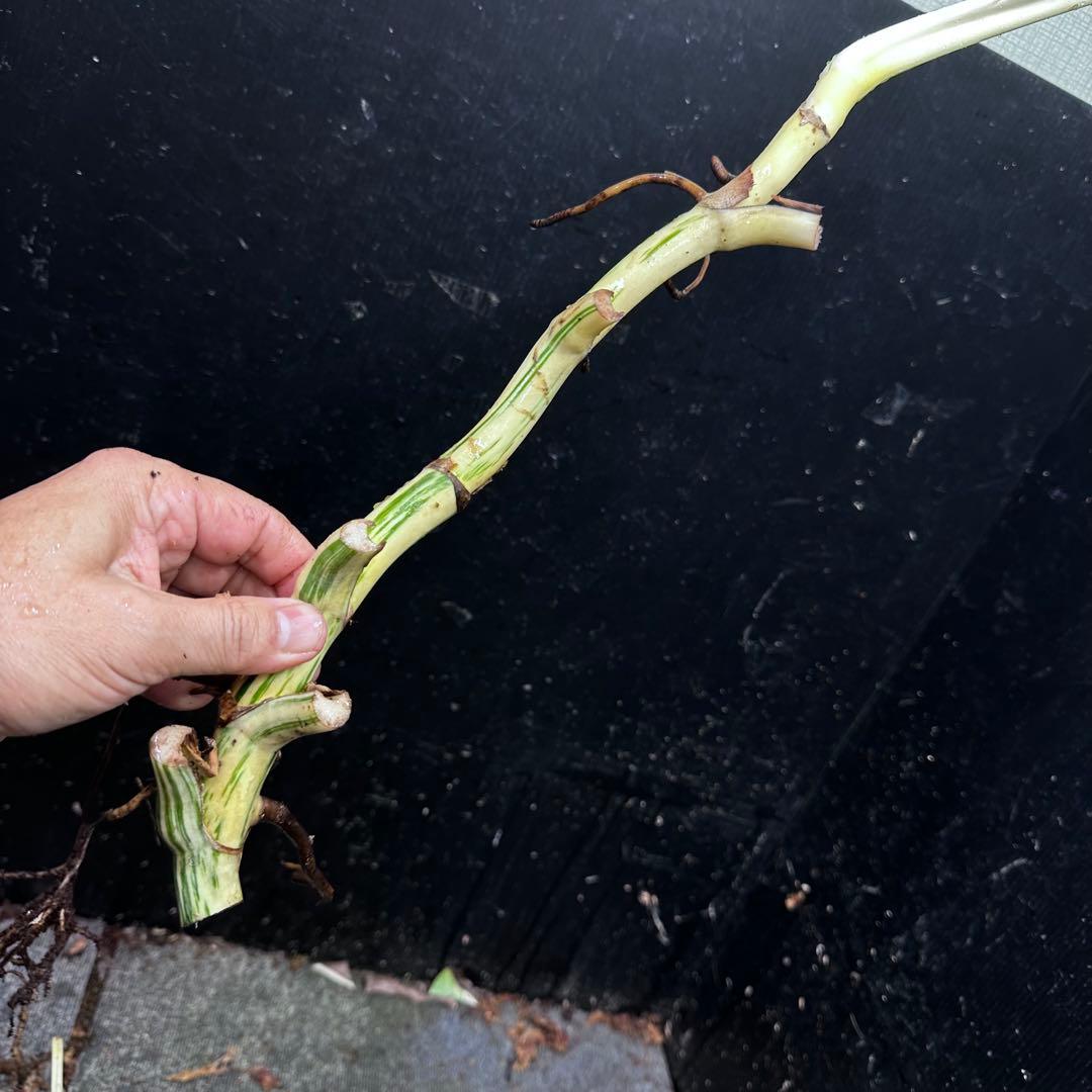 超*✿様 斑入りモンステラホワイトタイガー大茎7株おまとめ