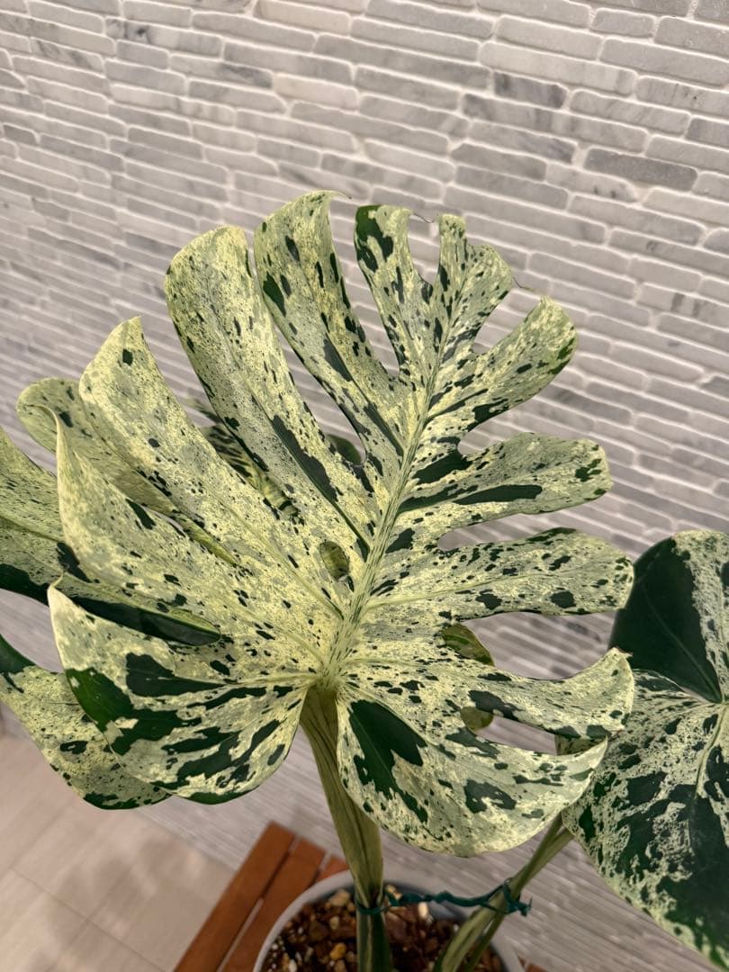 希少 モンステラ ベトシオーサ/バルバソウ