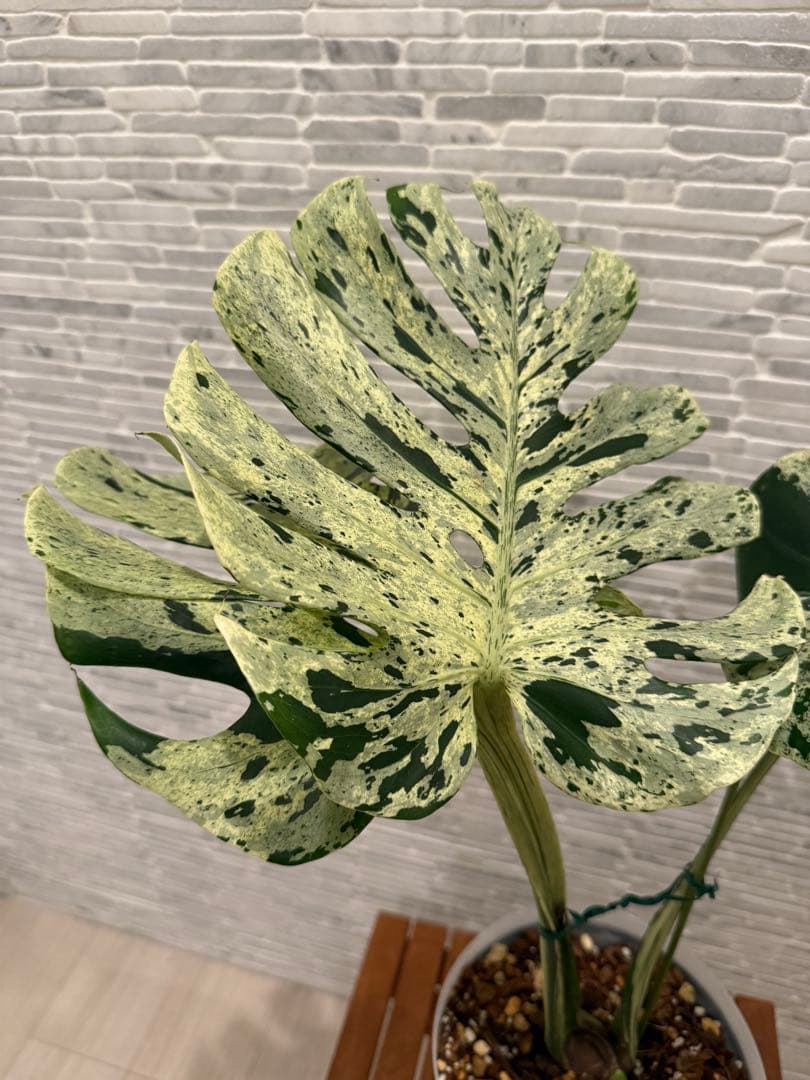 希少 モンステラ ベトシオーサ/バルバソウ