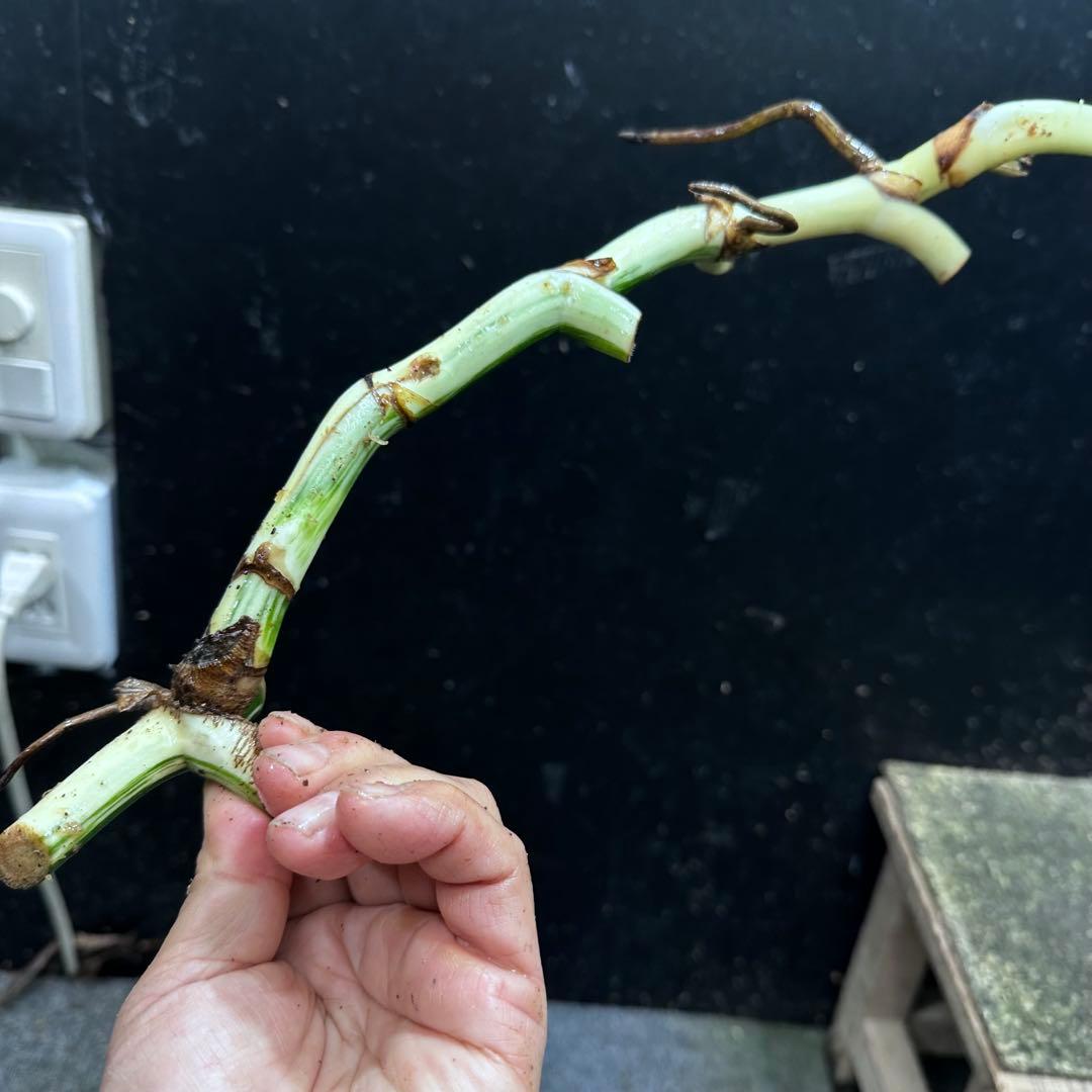 超*✿様 斑入りモンステラホワイトタイガー大茎6株おまとめ