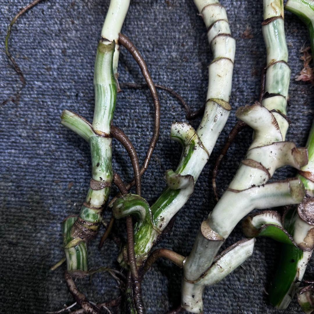 超*✿様 斑入りモンステラホワイトタイガー大茎6株おまとめ