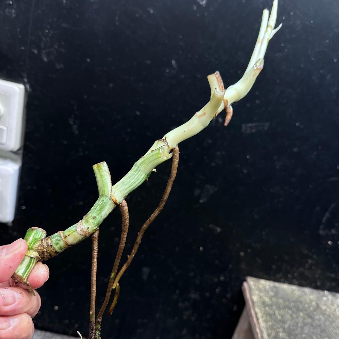 超*✿様 斑入りモンステラホワイトタイガー大茎6株おまとめ