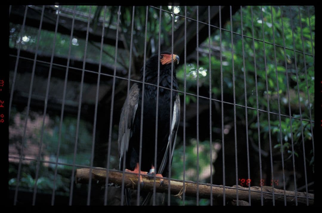 ニコン SUPER COOLSCAN 4000 ED フィルムスキャナ 修理済み