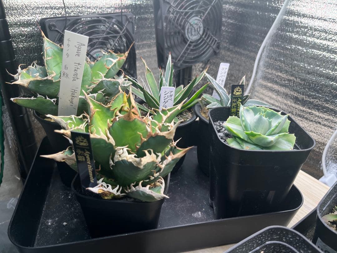 アガベ 7点セット 赤猫 シジゲラ 笹の雪 白鯨 王妃雷神錦 シーザー 雷神