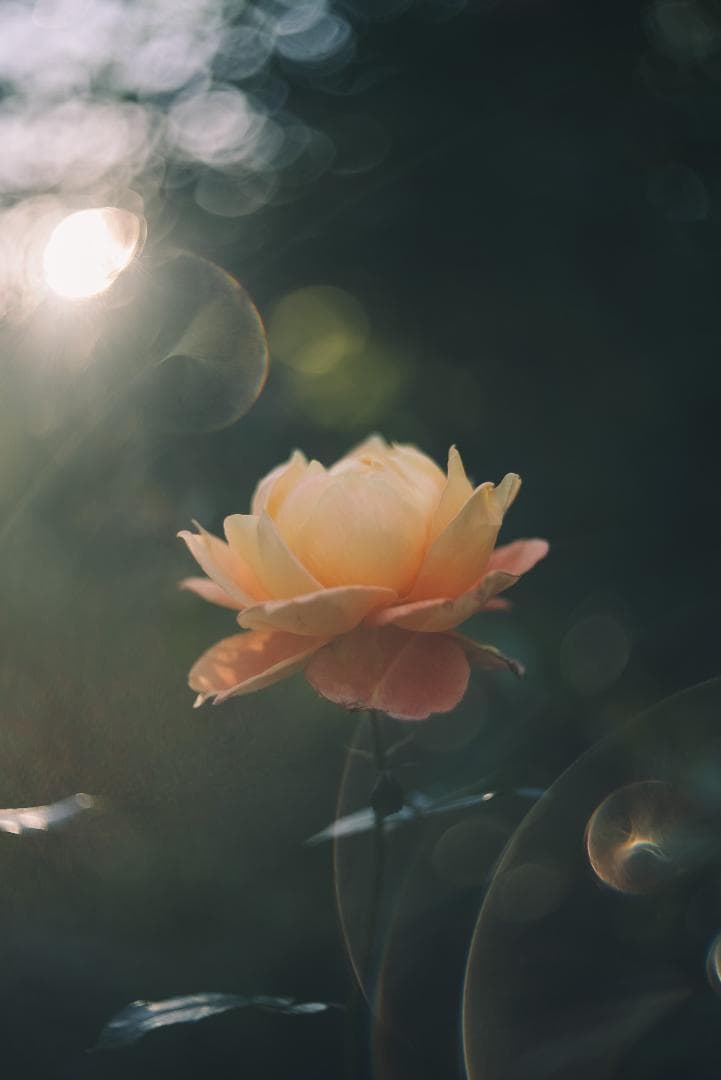 訳ありSALE！虹の出るライカの癖玉！Leica Summar 50mm F2