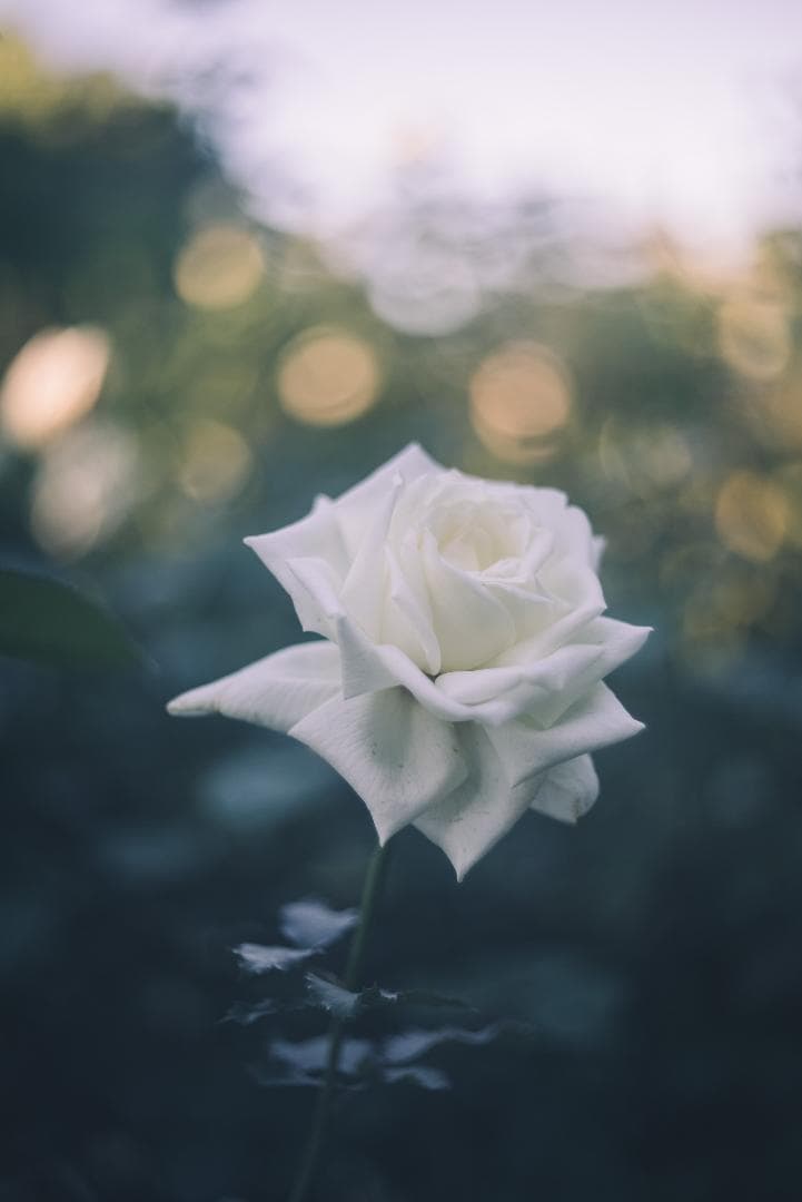 訳ありSALE！虹の出るライカの癖玉！Leica Summar 50mm F2