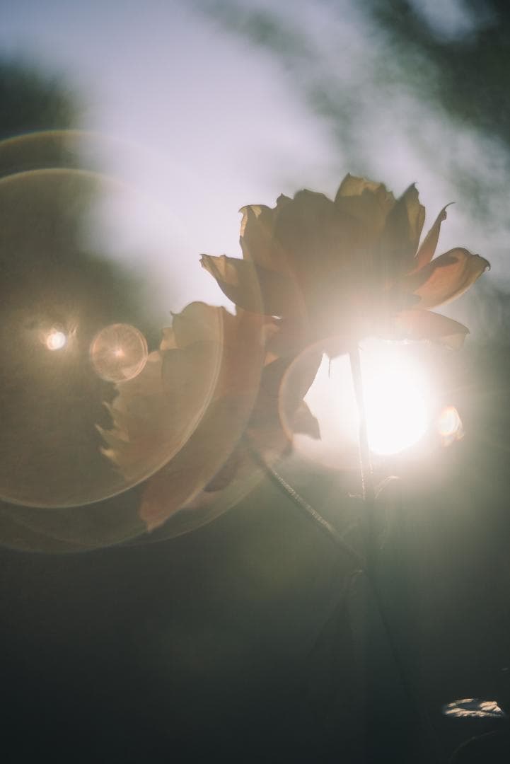 訳ありSALE！虹の出るライカの癖玉！Leica Summar 50mm F2