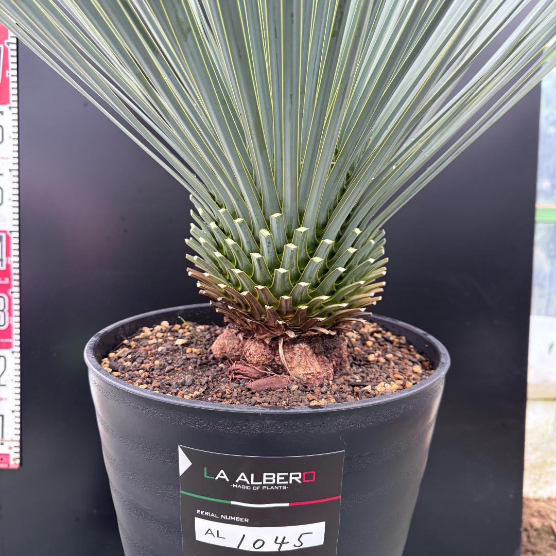 【AL1045】ユッカ　ロストラータ　ランチョブルー　数量限定販売