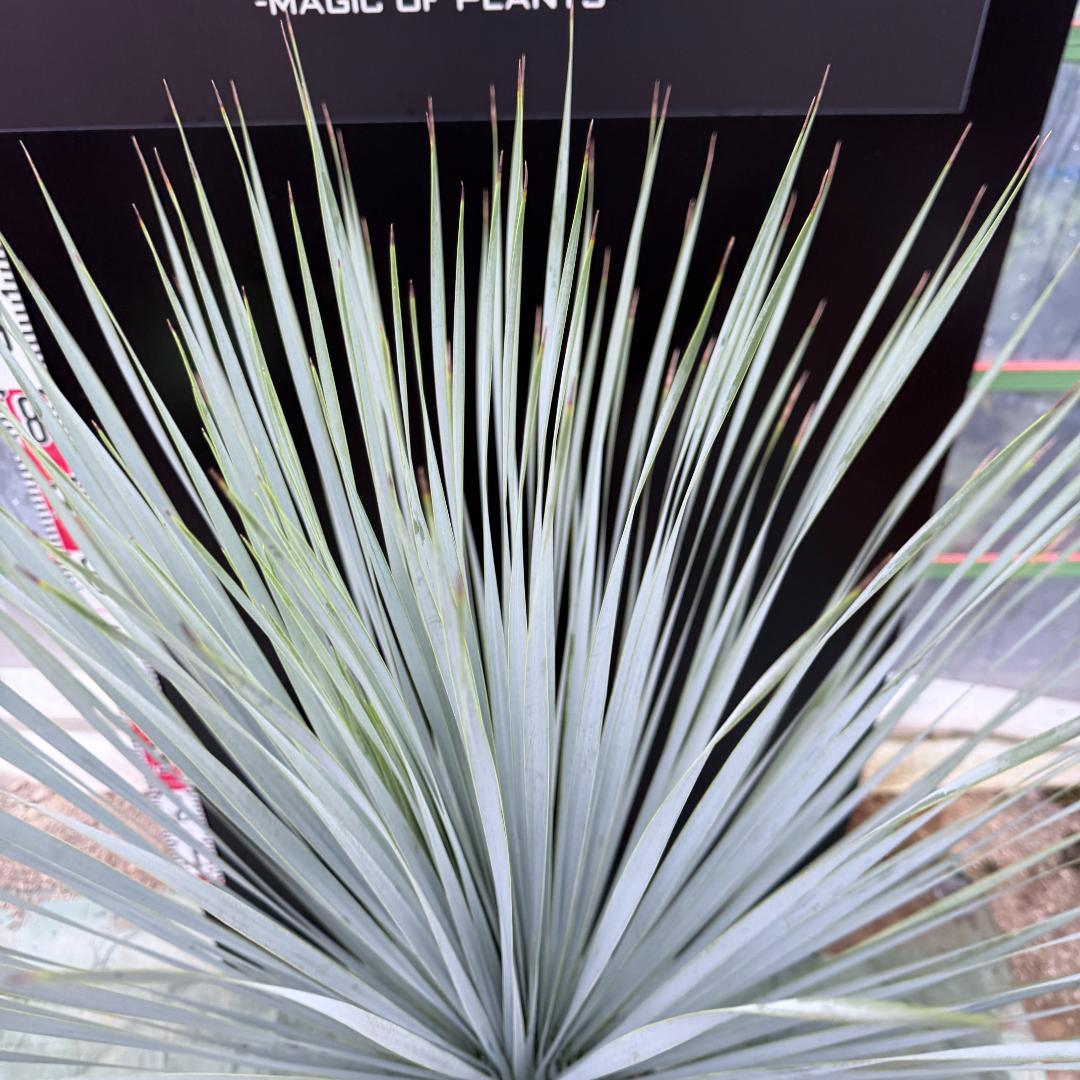 【AL1045】ユッカ　ロストラータ　ランチョブルー　数量限定販売