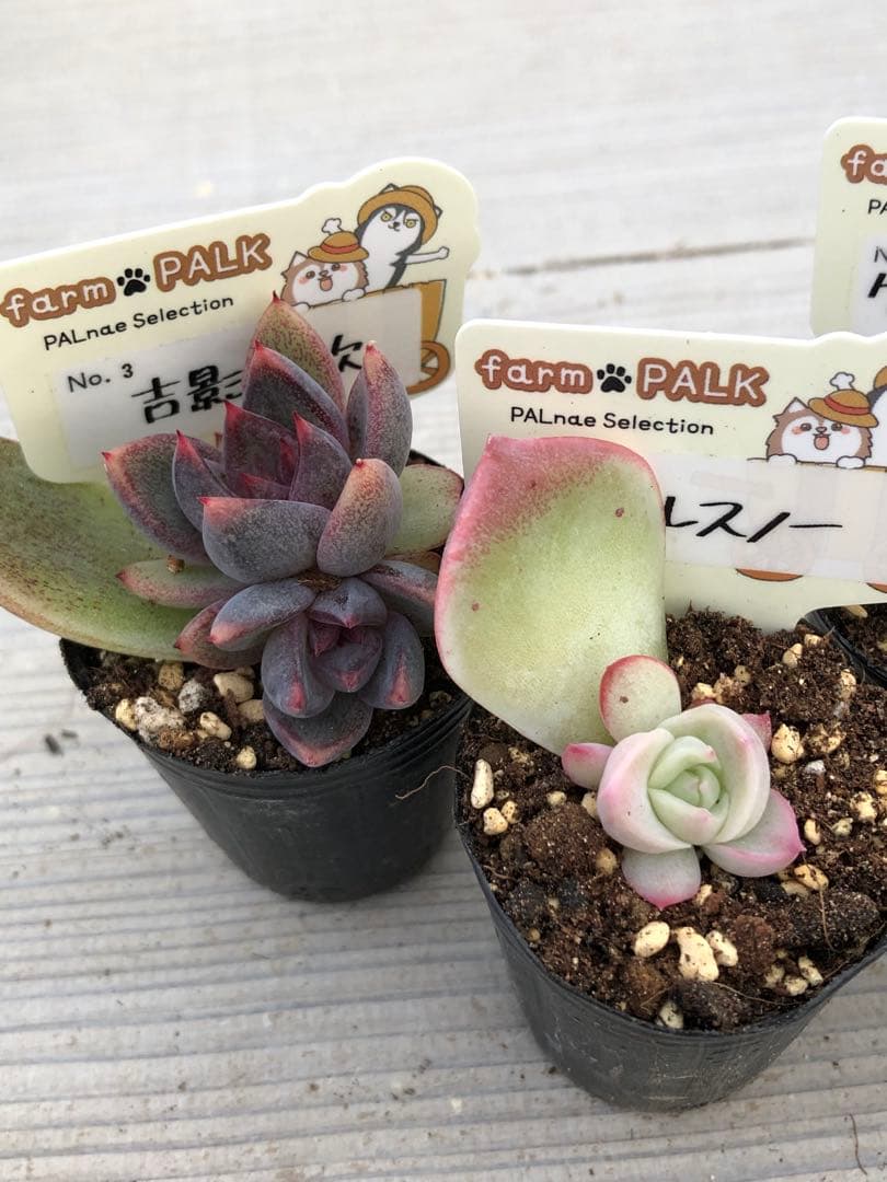 多肉植物 ファームパルク苗♡小苗セット