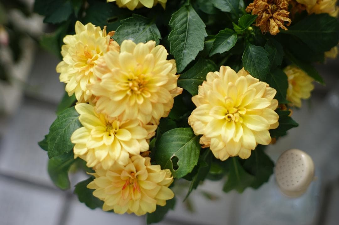 フィルムカメラ PENTAX Super-Takumar 85mm F1.9