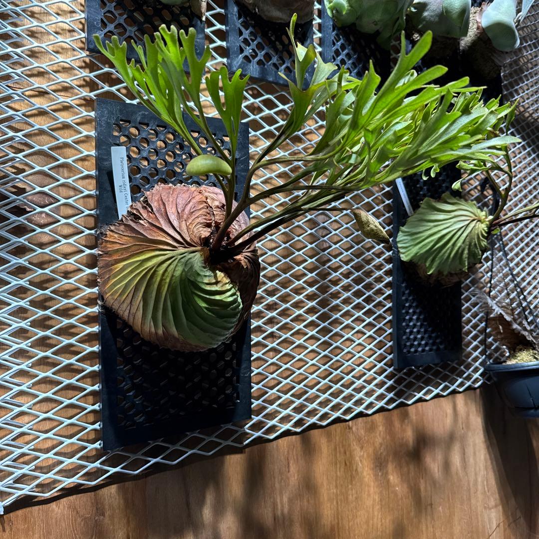 ビカクシダ　リドレイ　ワイルド　大株　2年育成　ウィリンキー　ヒリー　ベイチー