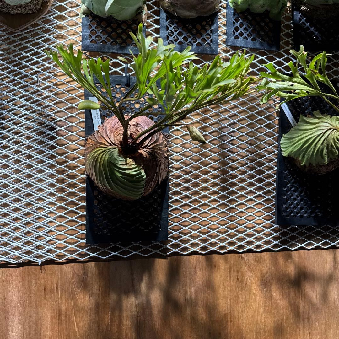 ビカクシダ　リドレイ　ワイルド　大株　2年育成　ウィリンキー　ヒリー　ベイチー